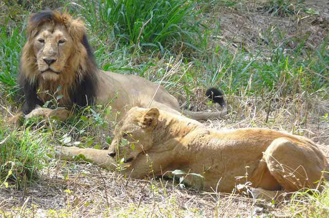 Bannerghatta National Park - Widlife Tourist Places Near Bangalore