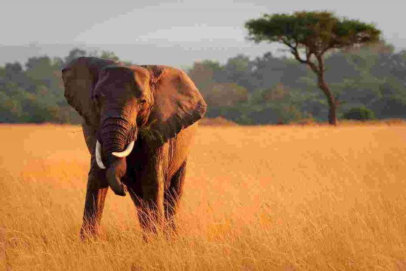 Wild Life Safari Tour