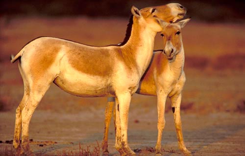 West Wildlife Tour
