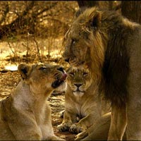 Western Wildlife Tour