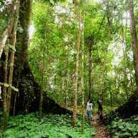 Taman Negara National Park Package