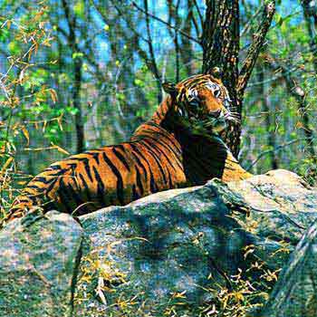 Kerala Wild Life Tour