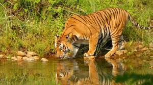 3 Night 4 Day Bardiya National Park - Nepal Tour