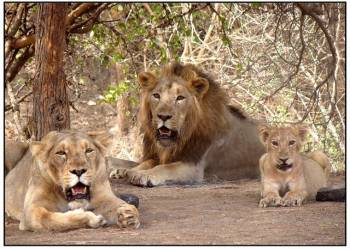 8 Days Gujarat Tour Package From Ahmedabad